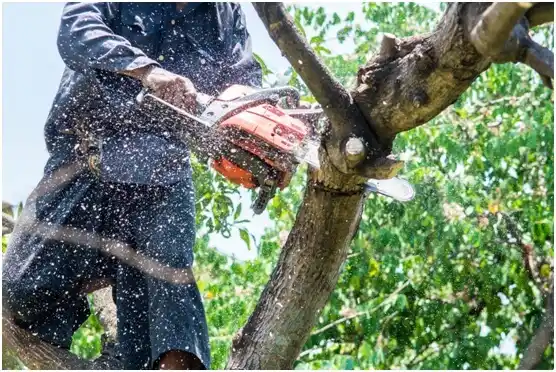 tree services Pleasant Valley